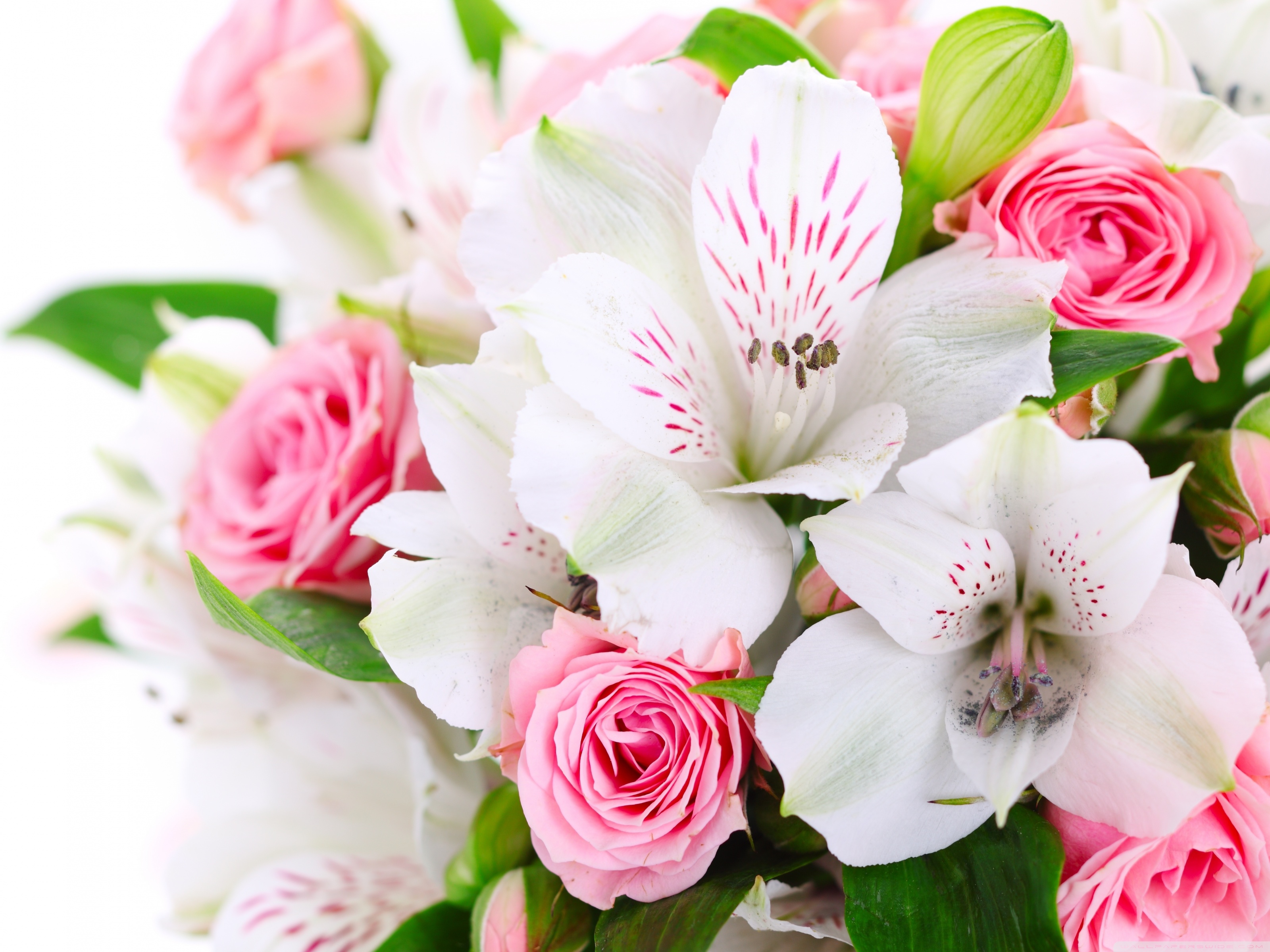 Bouquet Of Flowers Ultra HD Desktop Background Wallpaper for : Multi  Display, Dual Monitor