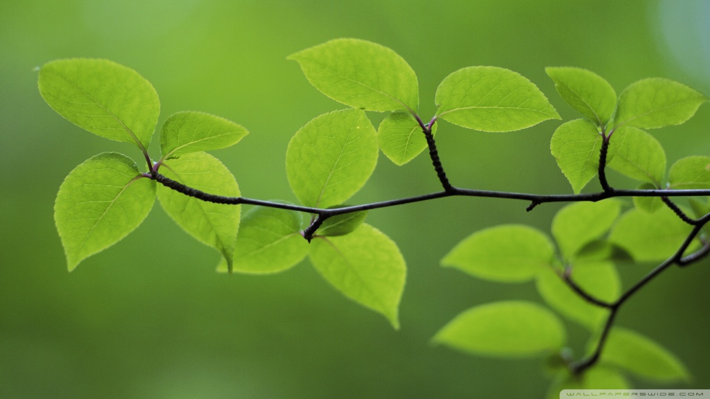 wallpaper green leaves. Branch With Green Leaves 30