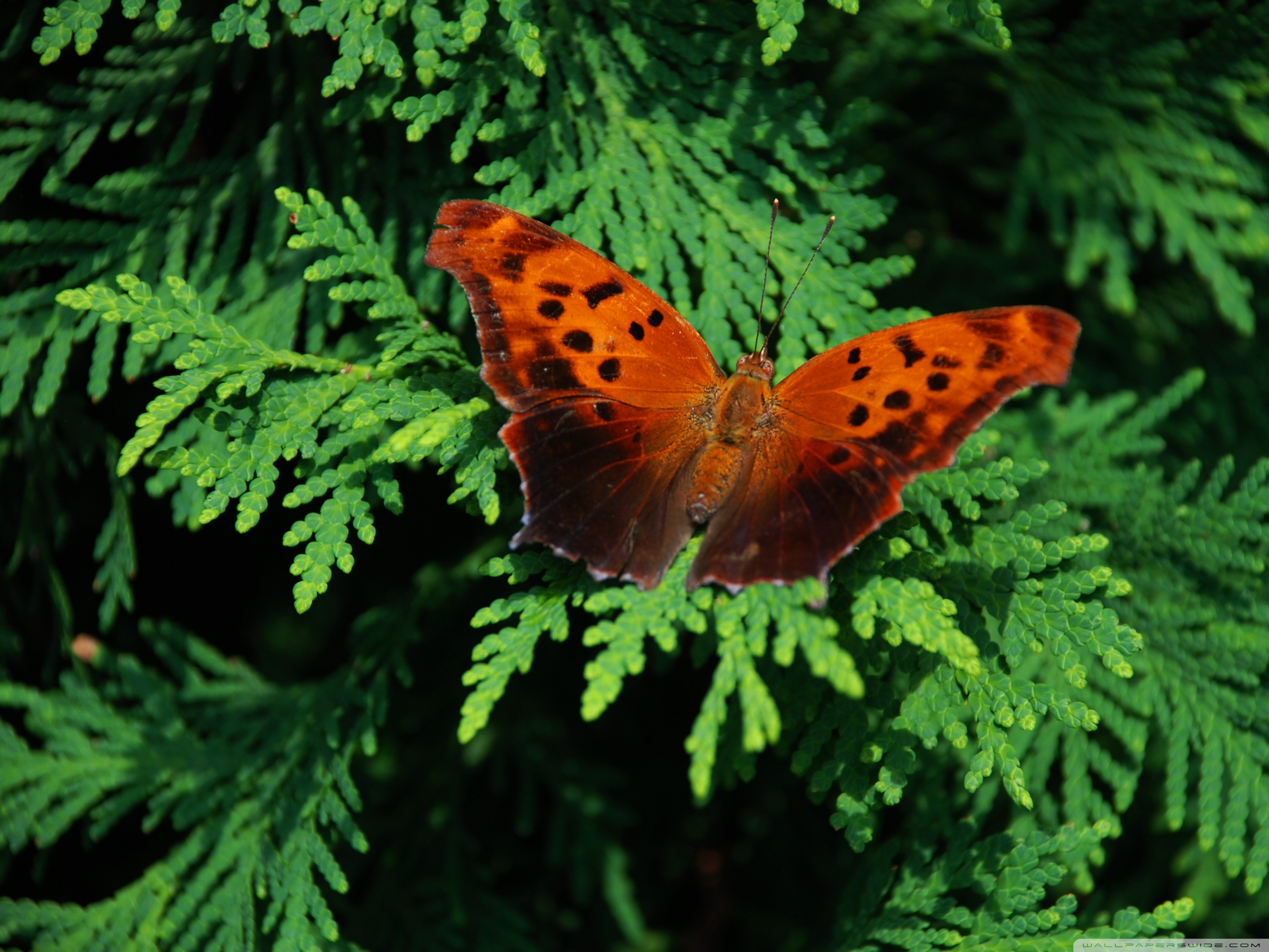 Brown Butterfly Ultra HD Desktop Background Wallpaper for 4K UHD TV