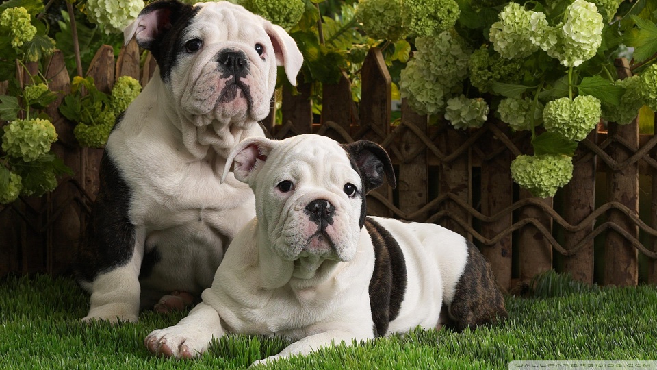puppies in snow wallpaper. puppies in snow wallpaper. Bulldog Puppies desktop; Bulldog Puppies desktop. QuarterSwede. Nov 6, 06:33 PM. I think people are forgetting one very