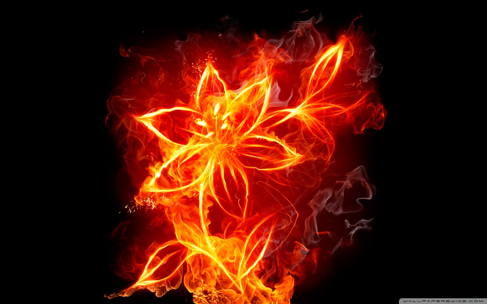 burning_flower-wallpaper-1680x1050.jpg