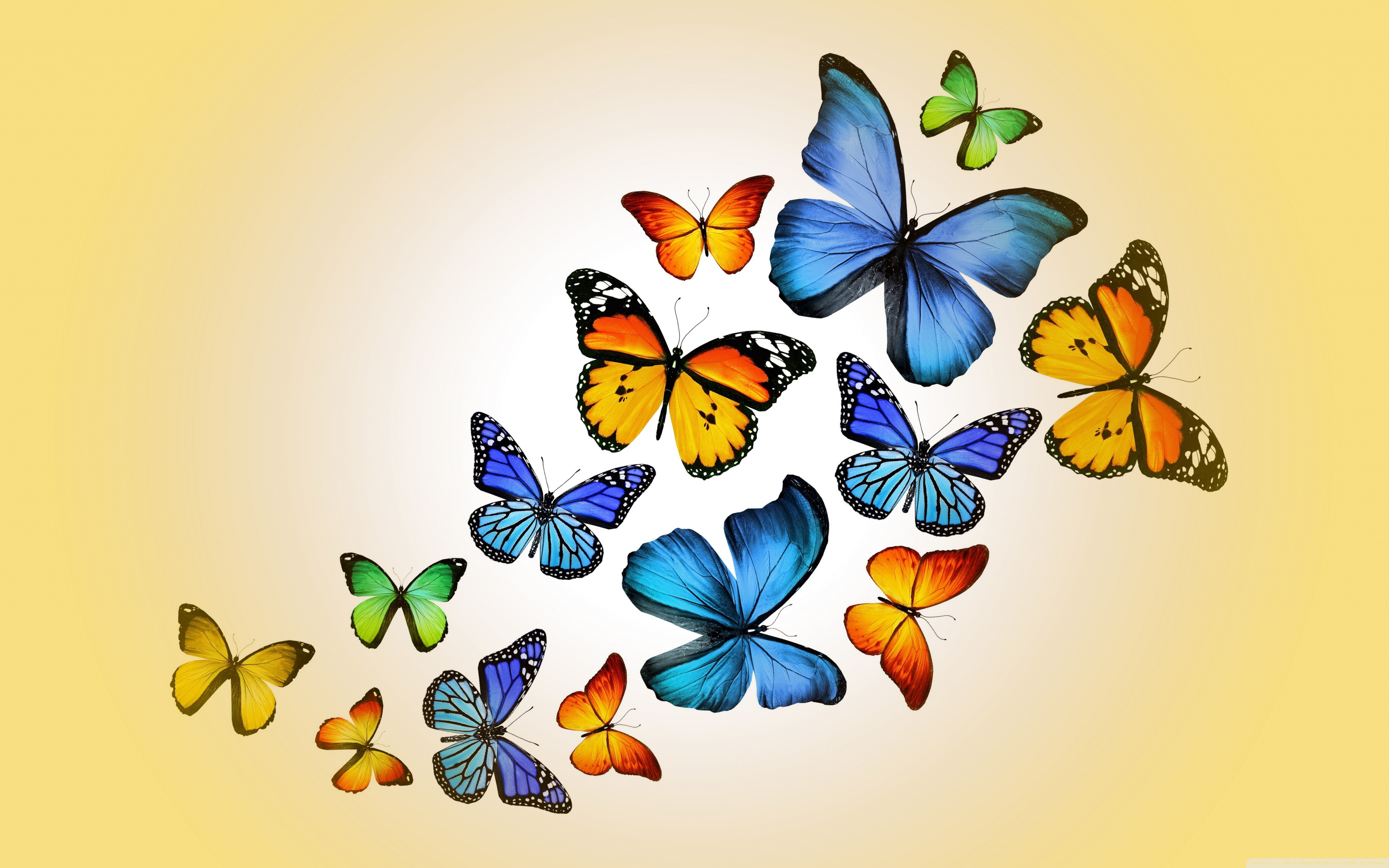 wallpapers of butterfly in hd