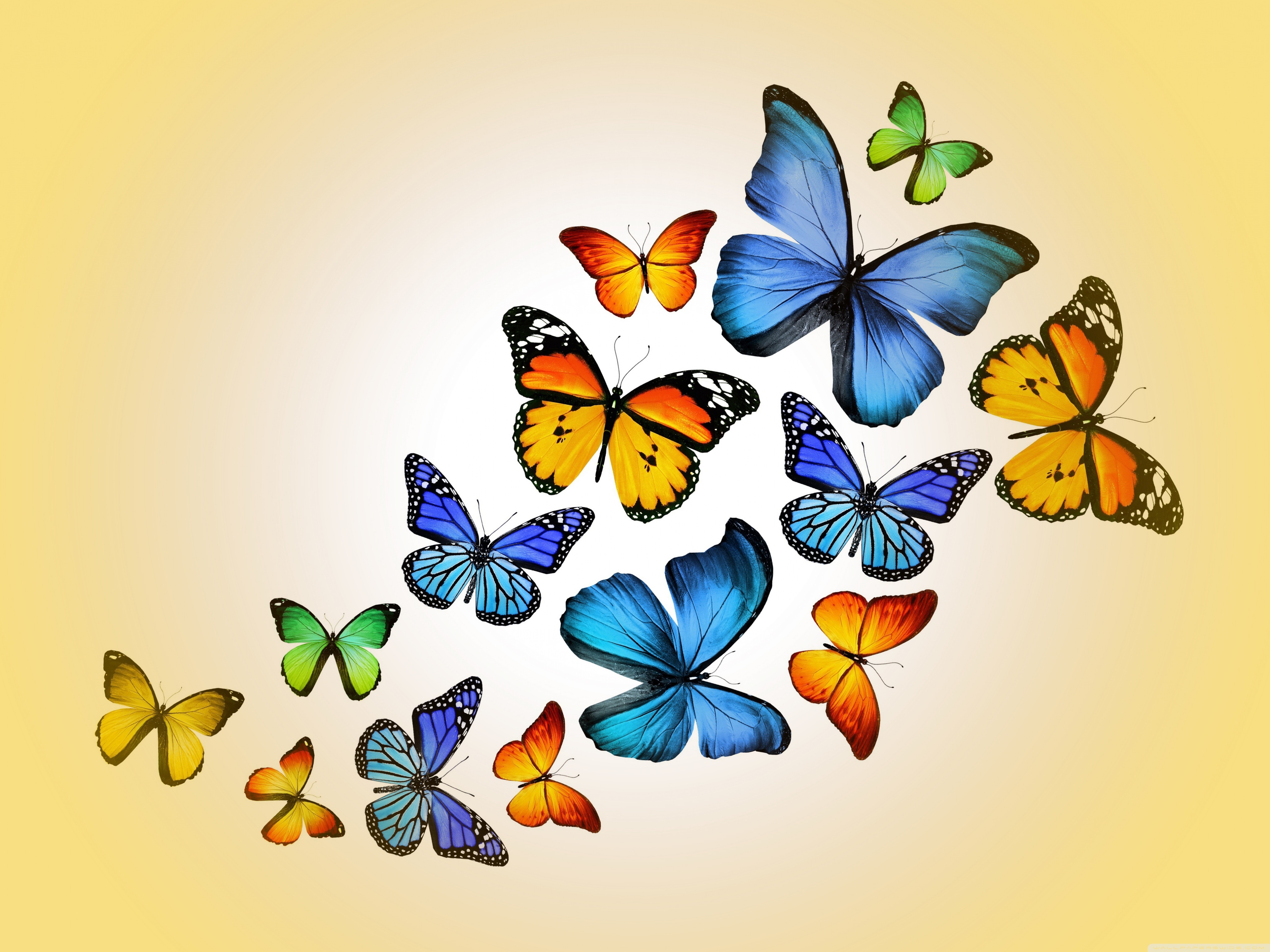 butterfly wallpaper hd desktop