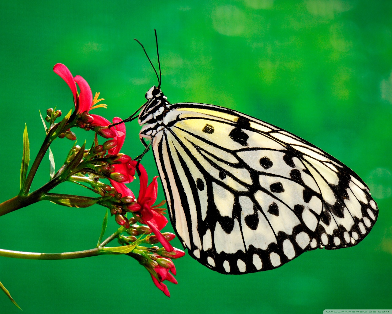 Butterfly, Nature Ultra HD Desktop Background Wallpaper for 4K UHD TV