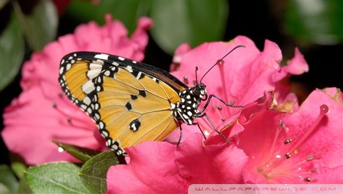 wallpaper pink butterfly. Rate this wallpaper