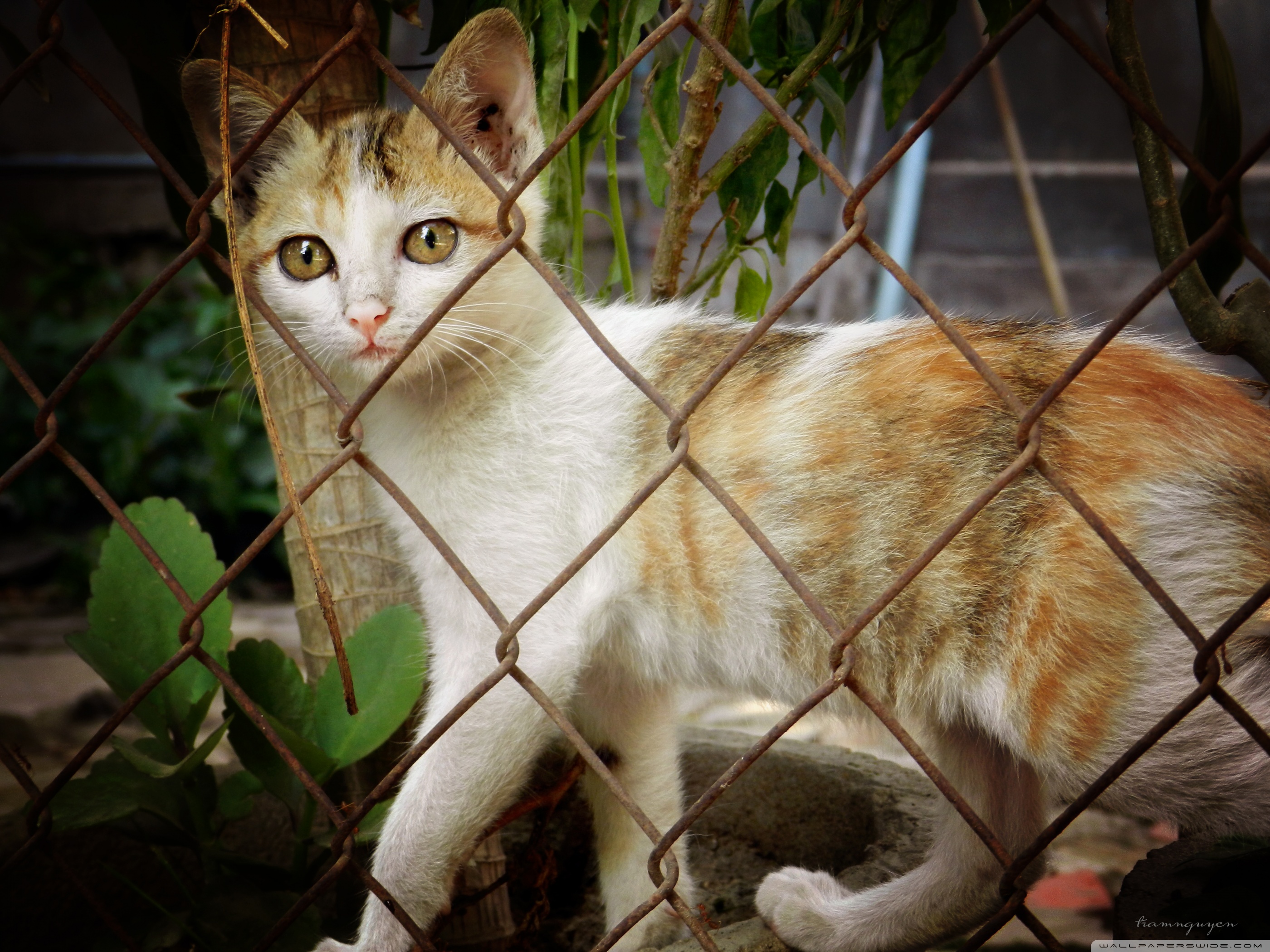 Cat Ultra HD Desktop Background Wallpaper for