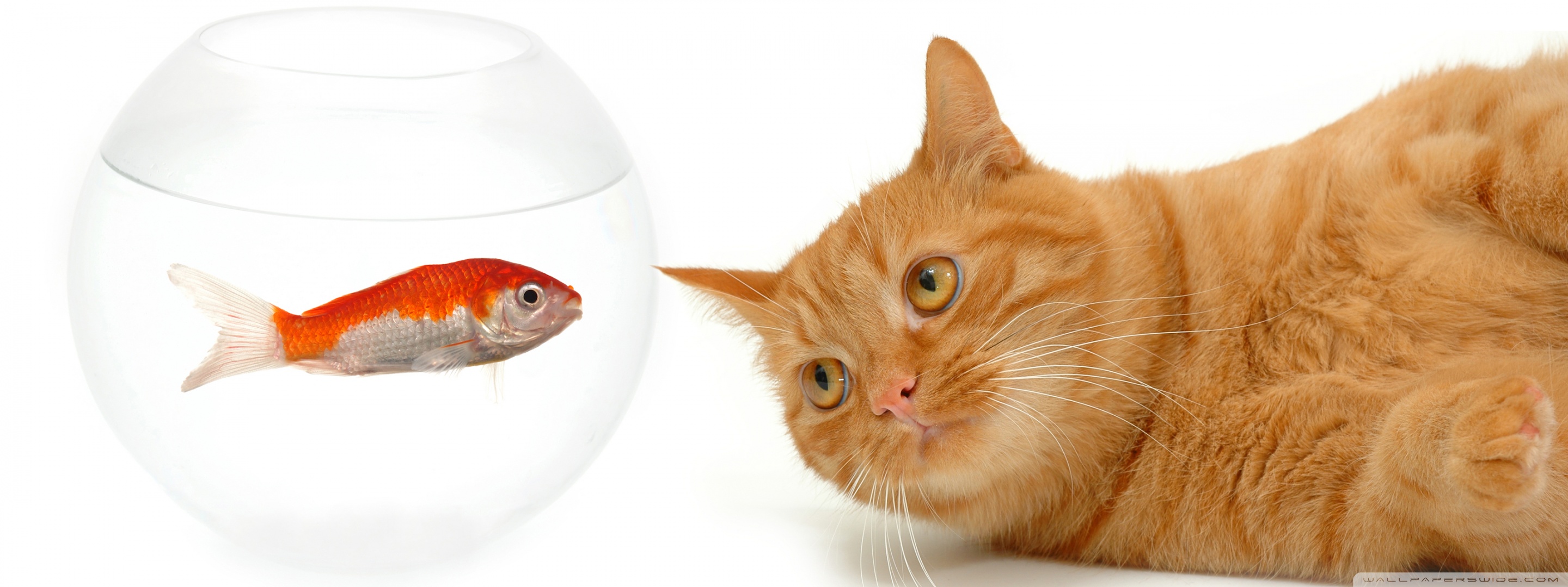 Cat And Fish Ultra HD Desktop Background Wallpaper for
