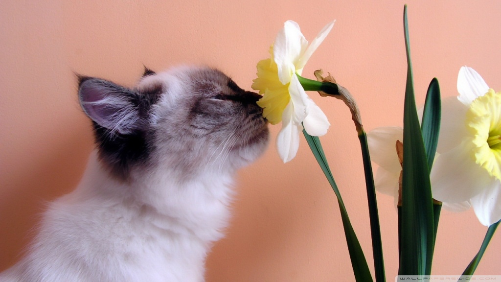 Cat and Flower Ultra HD Desktop Background Wallpaper for 4K UHD TV