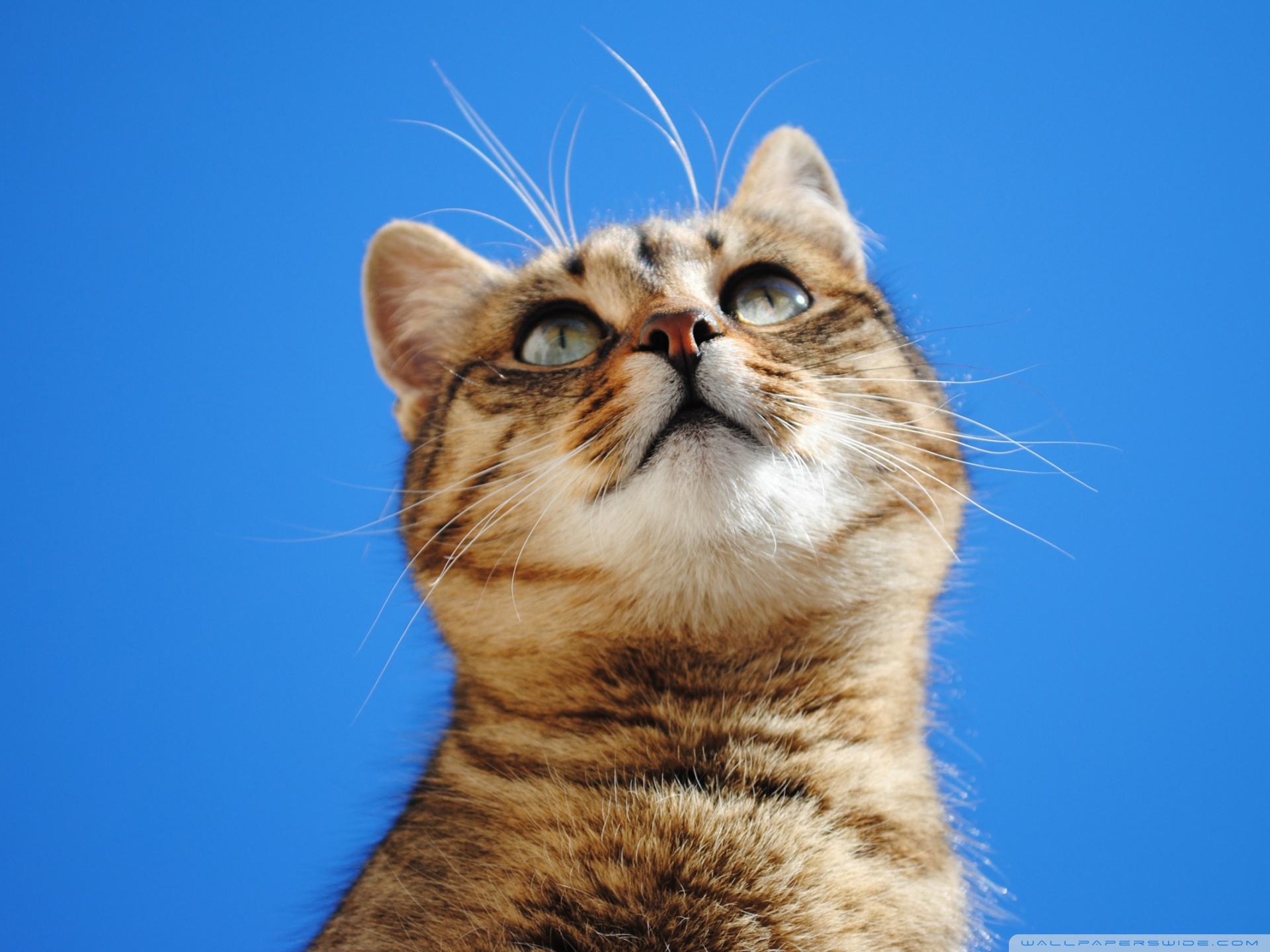 Cat, Blue Sky Ultra HD Desktop Background Wallpaper for 4K UHD TV