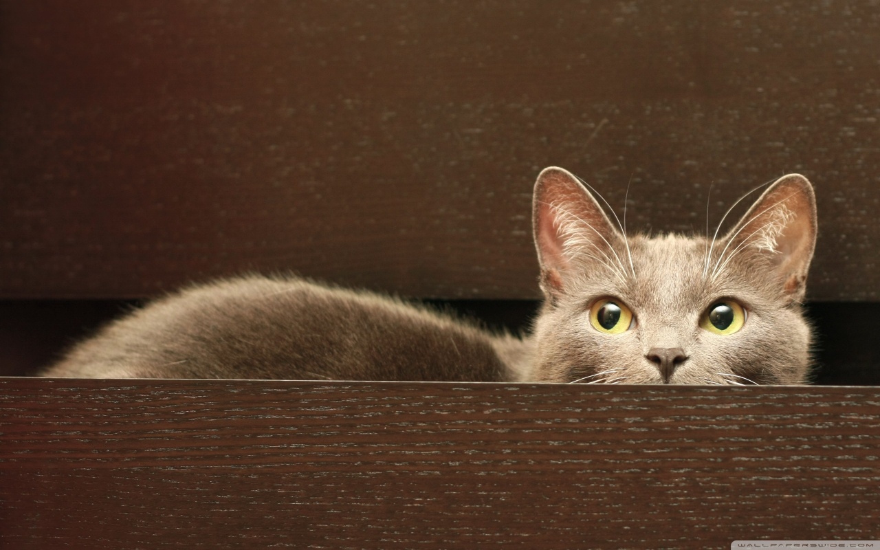 cat in a drawer wallpaper 1280x800