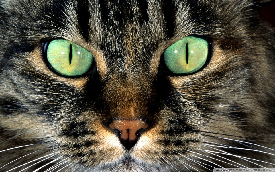 cat with green eyes wallpaper 960x600