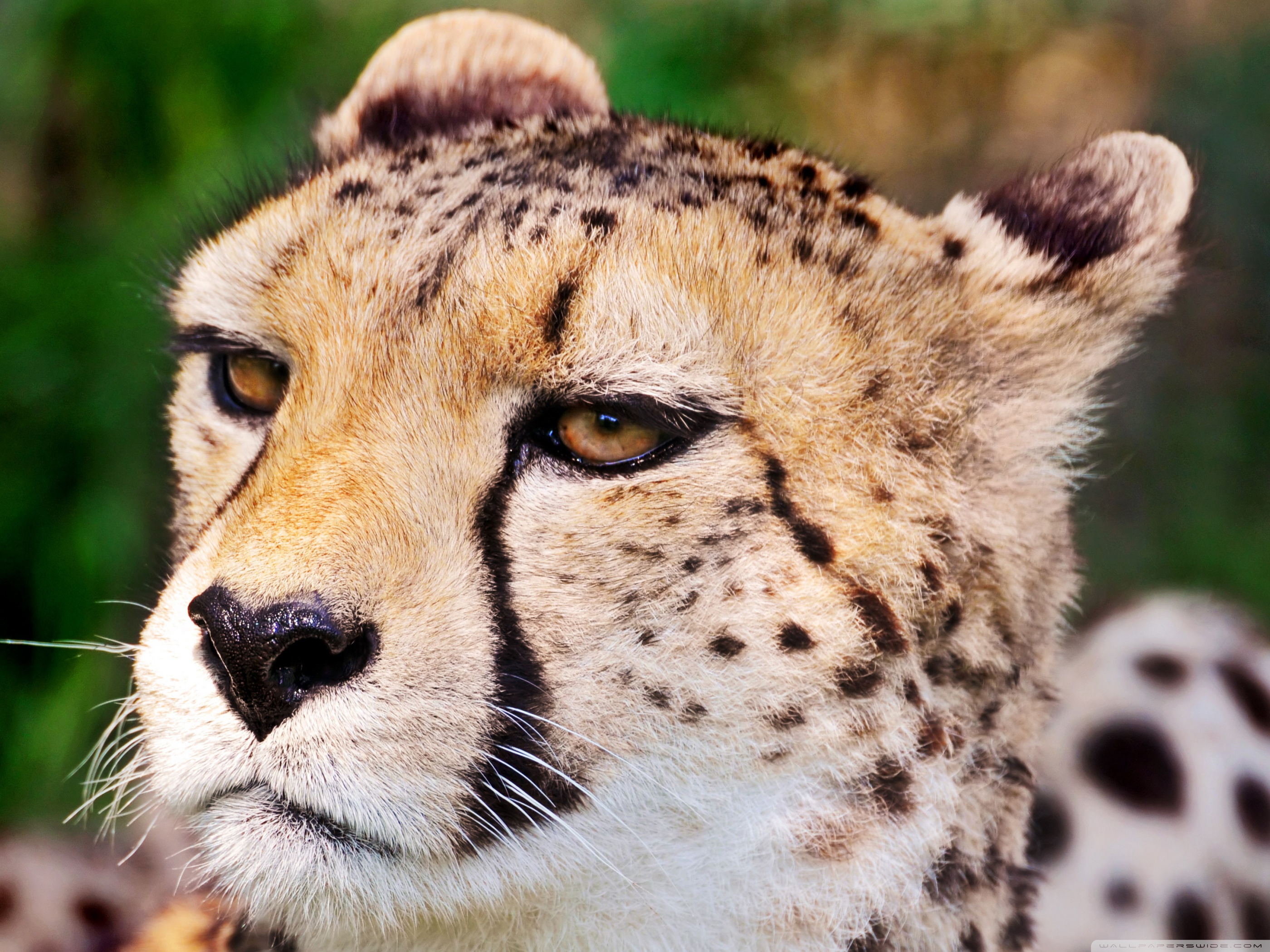 Cheetah Face Ultra HD Desktop Background Wallpaper for