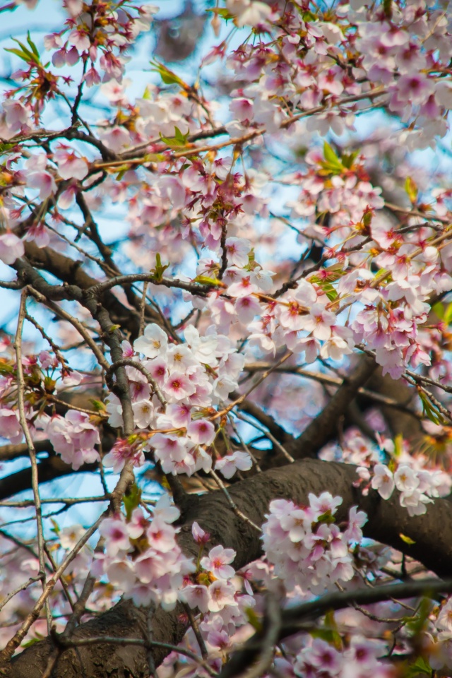 Featured image of post Cherry Blossom Artsy Korean Aesthetic Wallpaper