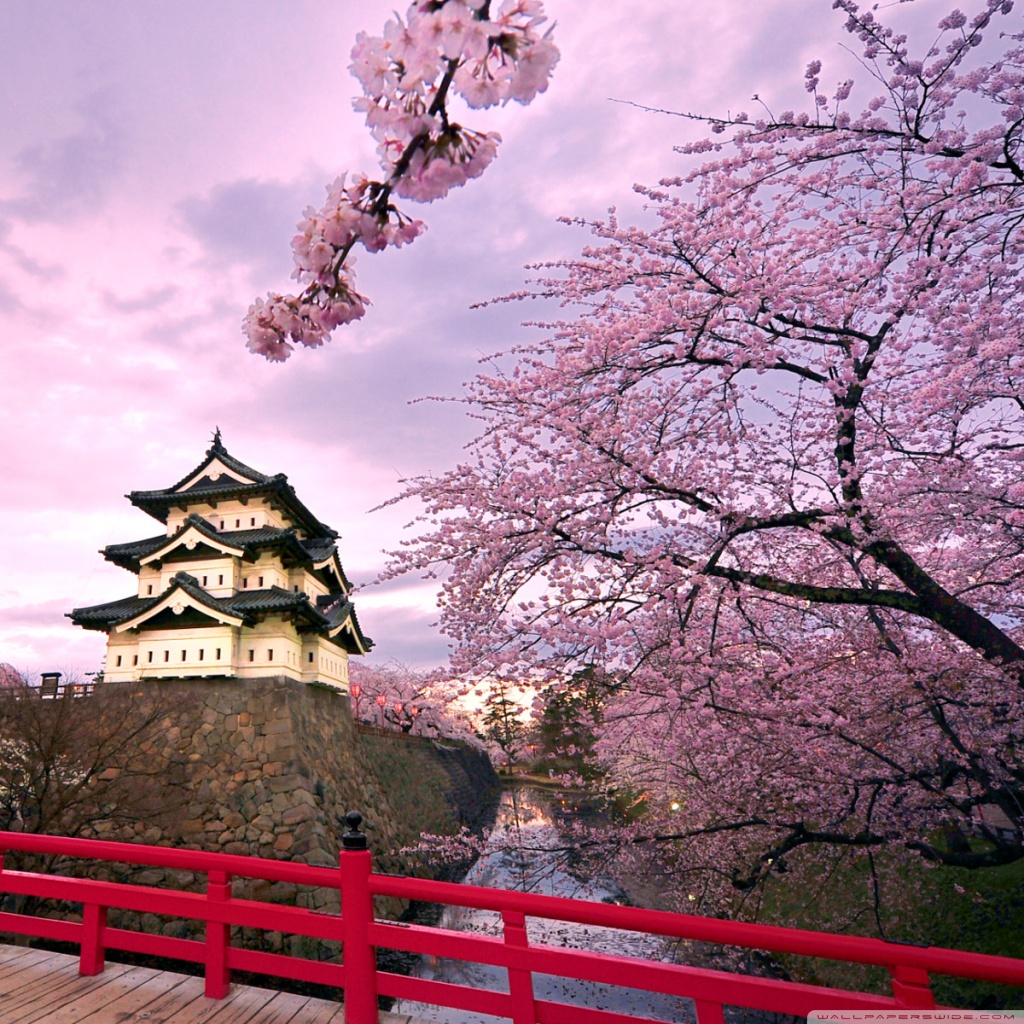 Cherry Blossoms Japan 4K HD Desktop Wallpaper For 4K Ultra HD