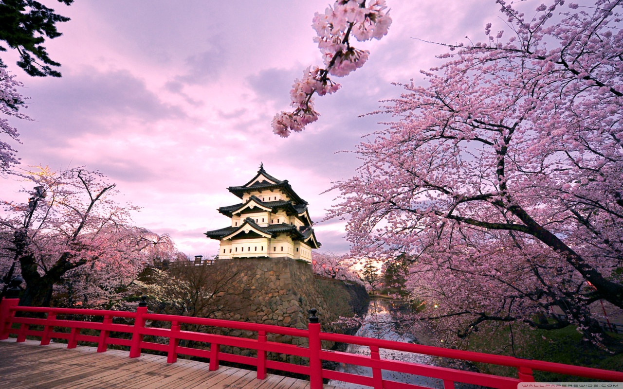 cherry_blossoms_japan_2-wallpaper-1280x8