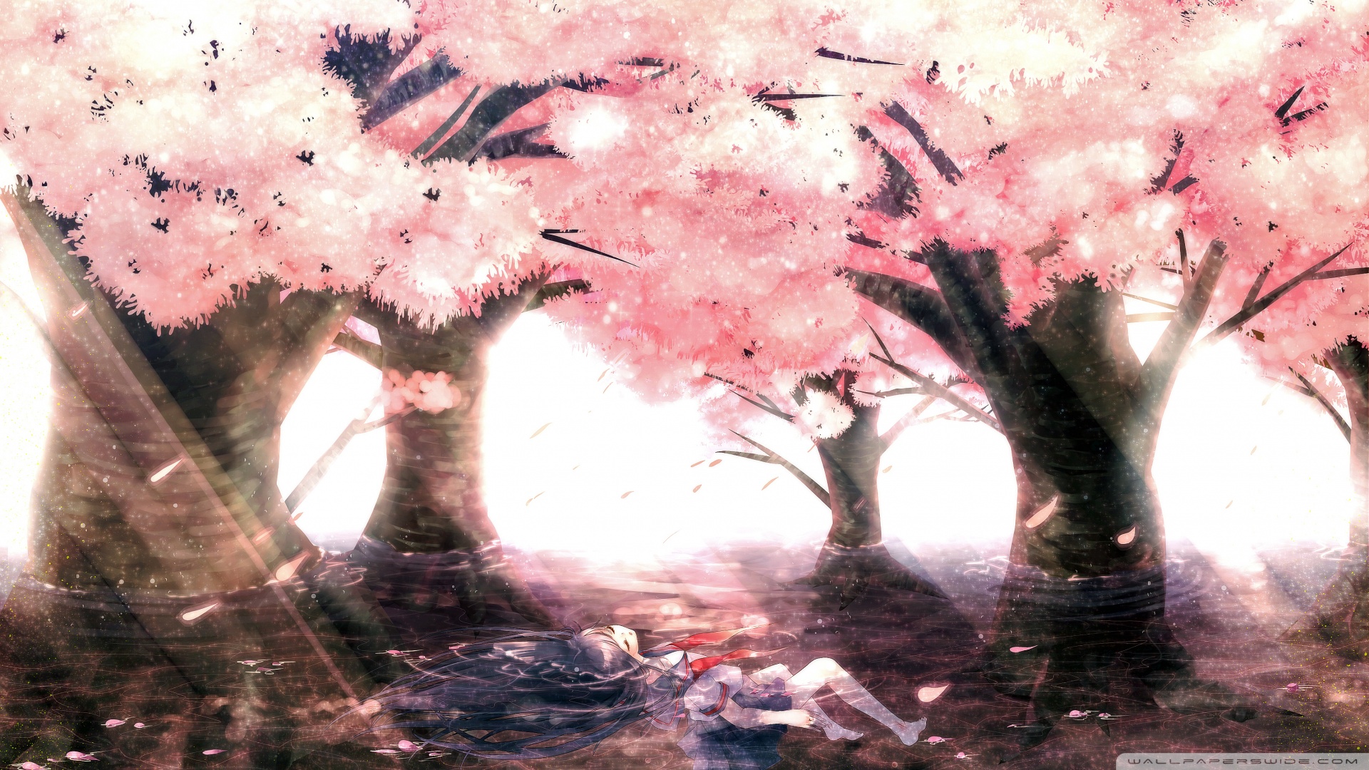Cherry Tree Blossoms Ultra HD Desktop Background Wallpaper for 4K UHD TV : Tablet : Smartphone Cherry Tree Blossoms Ultra HD Desktop Background Wallpaper for 4K UHD TV : Tablet : Smartphone