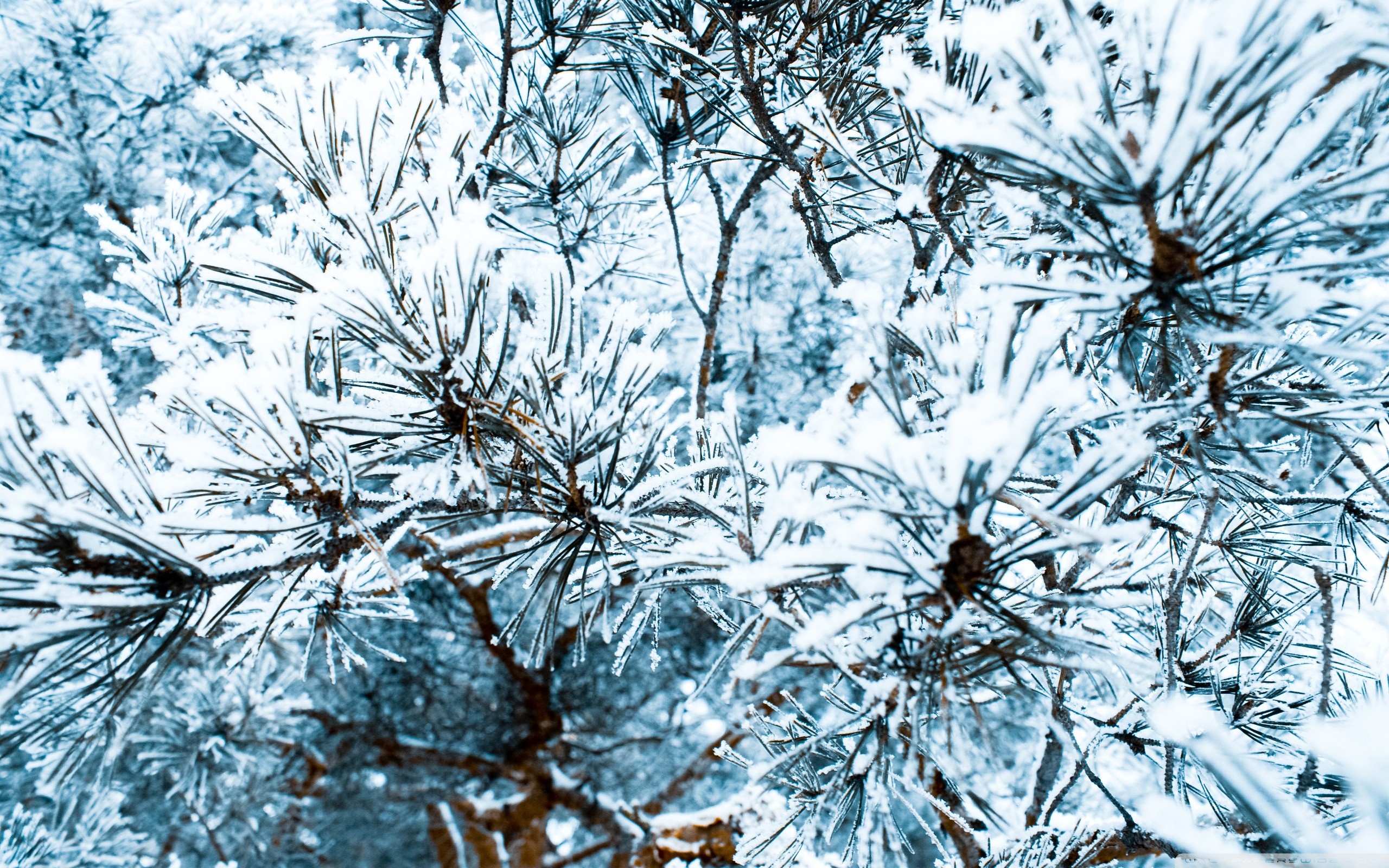 Snowy Pine Tree Close Up