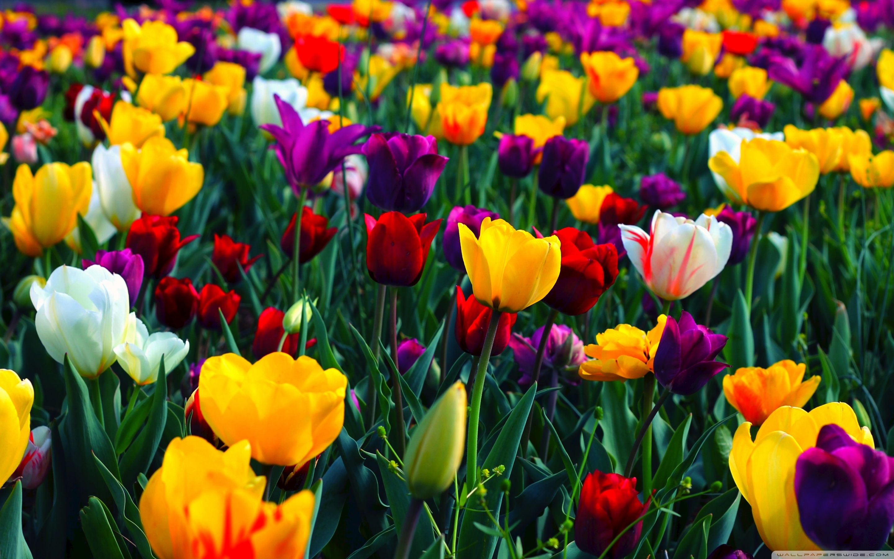 Download 21 hd-floral-wallpaper Floral-Wallpaper-iPhone-PixelsTalk.Net.jpg