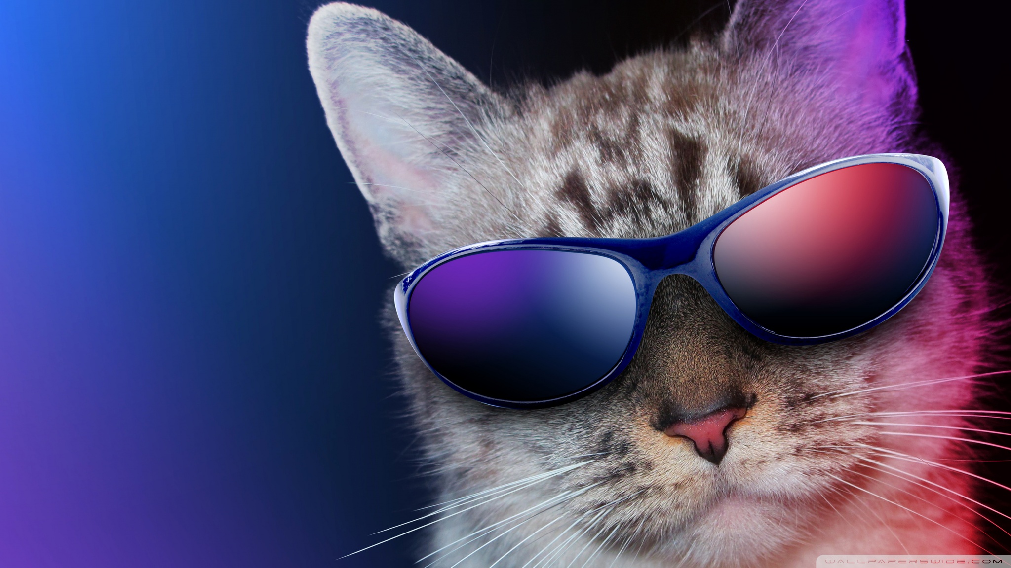 Cool Cat Ultra Hd Desktop Background Wallpaper For 4k Uhd Tv