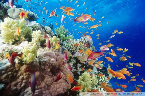 Coral Reef Southern Red Sea Near Safaga Egypt desktop wallpaper