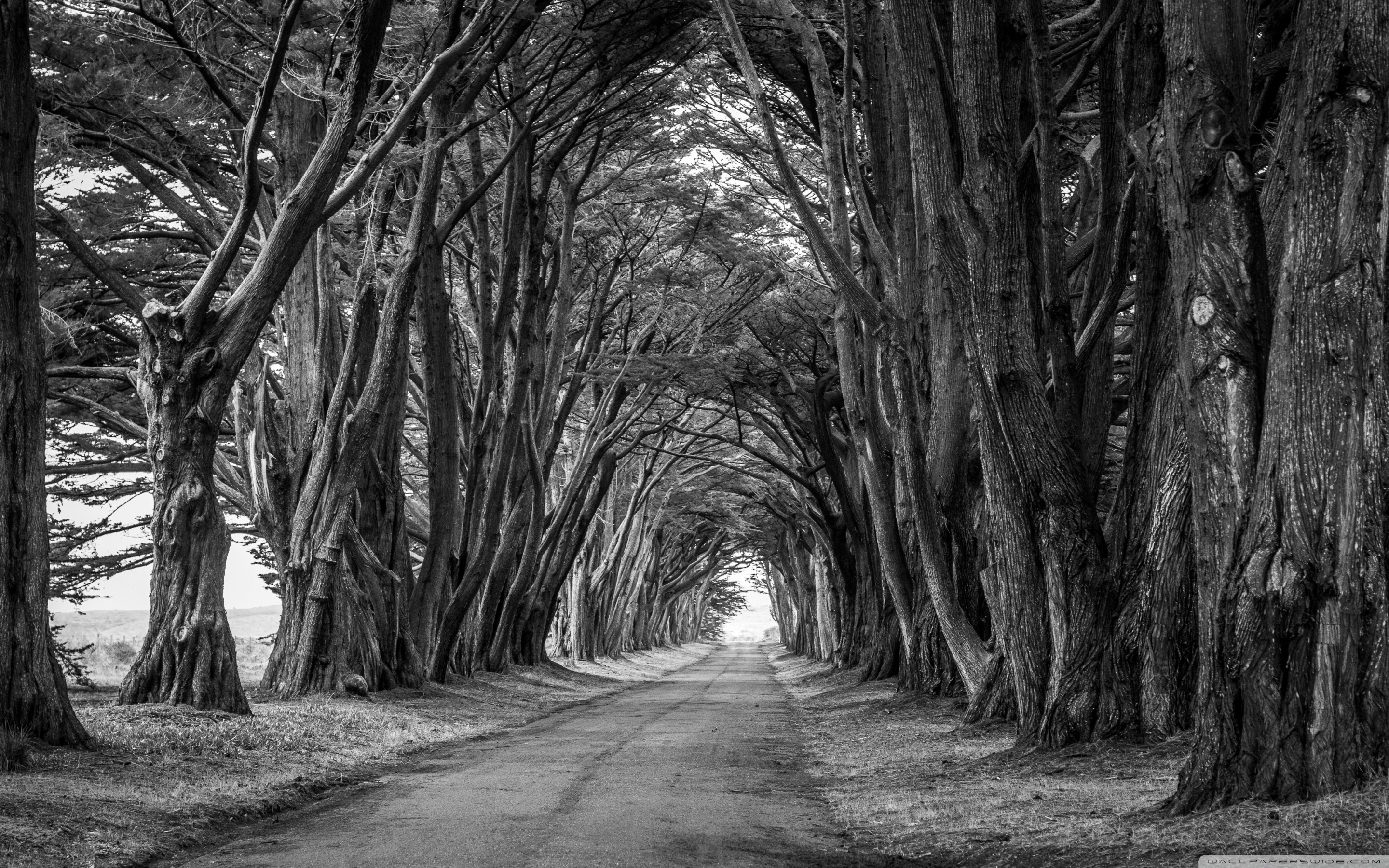 Country Road, Aligned Trees, Black and White Ultra HD Desktop Background  Wallpaper for 4K UHD TV : Widescreen & UltraWide Desktop & Laptop : Multi  Display, Dual Monitor : Tablet : Smartphone