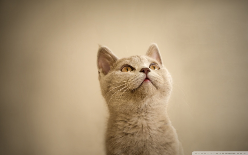 curious cat looking up wallpaper 960x600