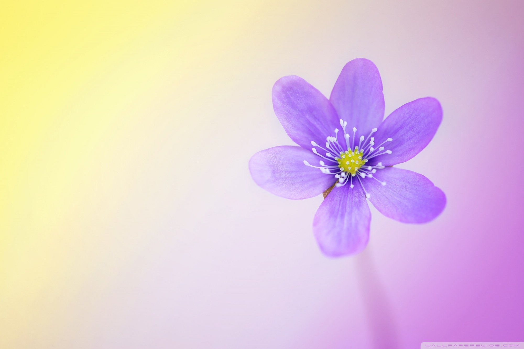 Cute And Colorful 4K HD Desktop Wallpaper For 4K Ultra HD TV