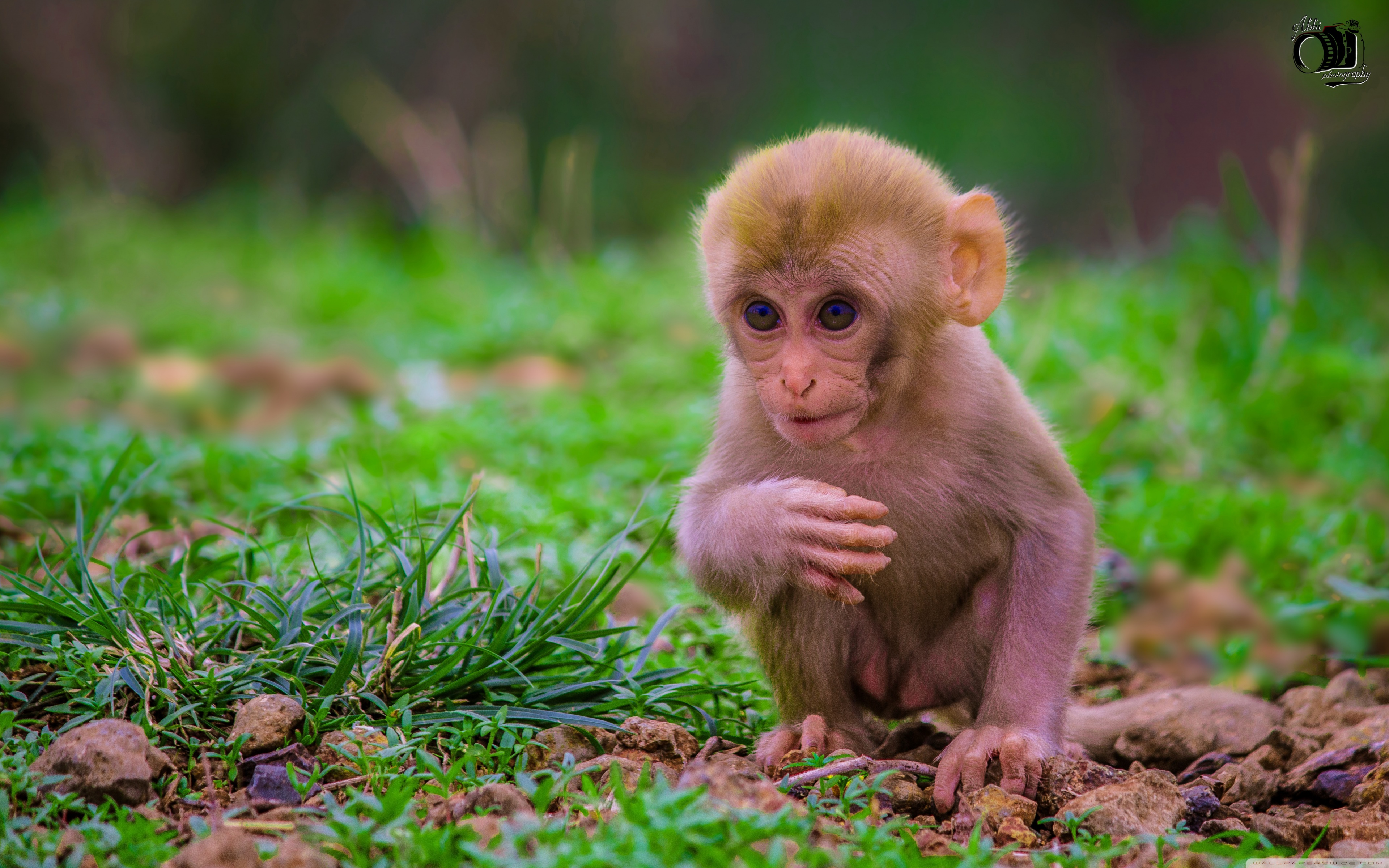 Cute Baby Monkey Ultra HD Desktop