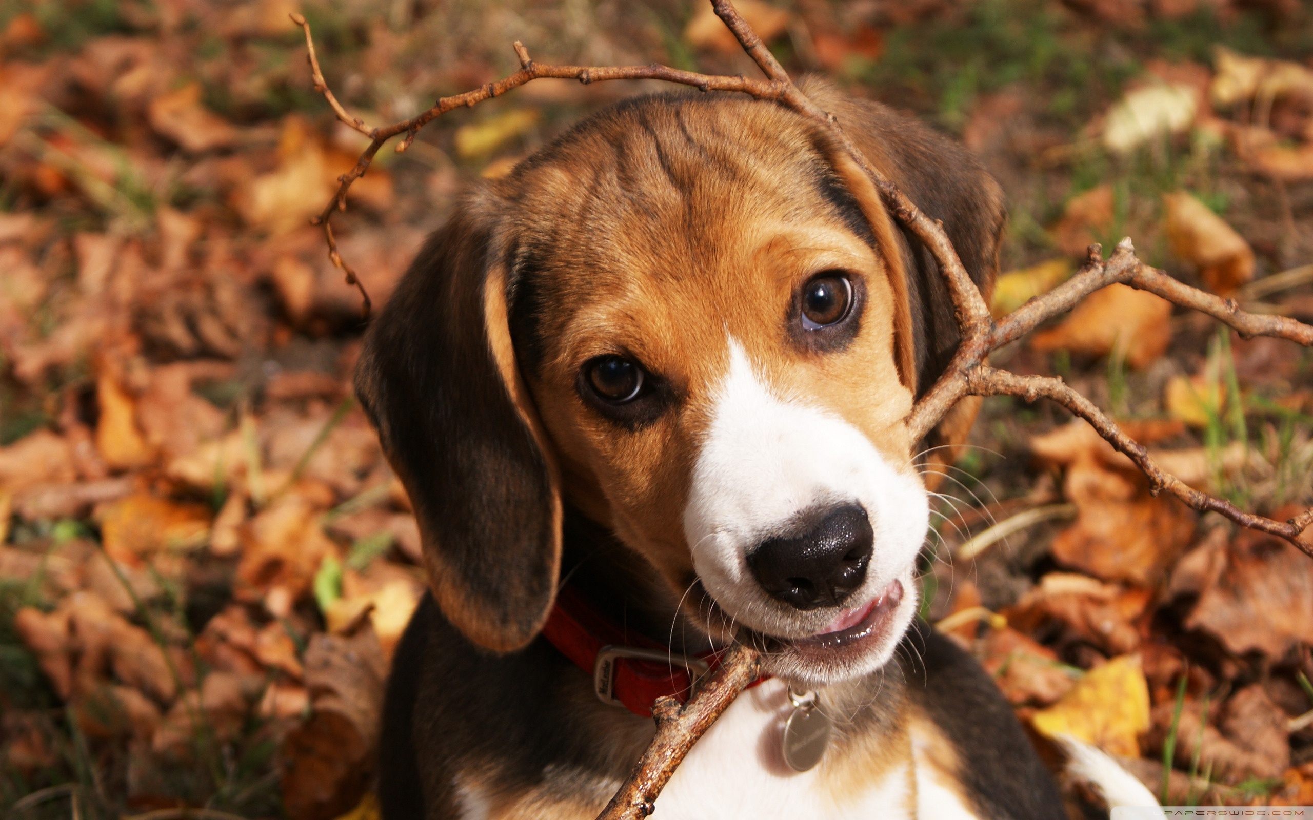 Cute Beagle Puppy Ultra HD Desktop Background Wallpaper for 4K UHD TV :  Tablet : Smartphone