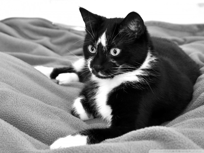 cute cat black and white wallpaper 800x600