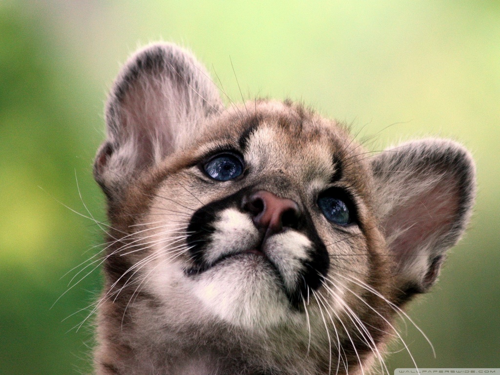 Cute Cougar Cub Ultra HD Desktop Background Wallpaper for 4K UHD TV :  Tablet : Smartphone