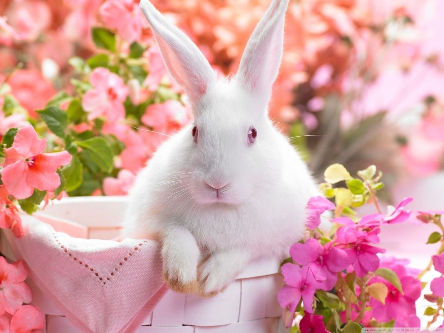 Cute Easter Bunny ❤ 4K HD Desktop Wallpaper for 4K Ultra HD TV