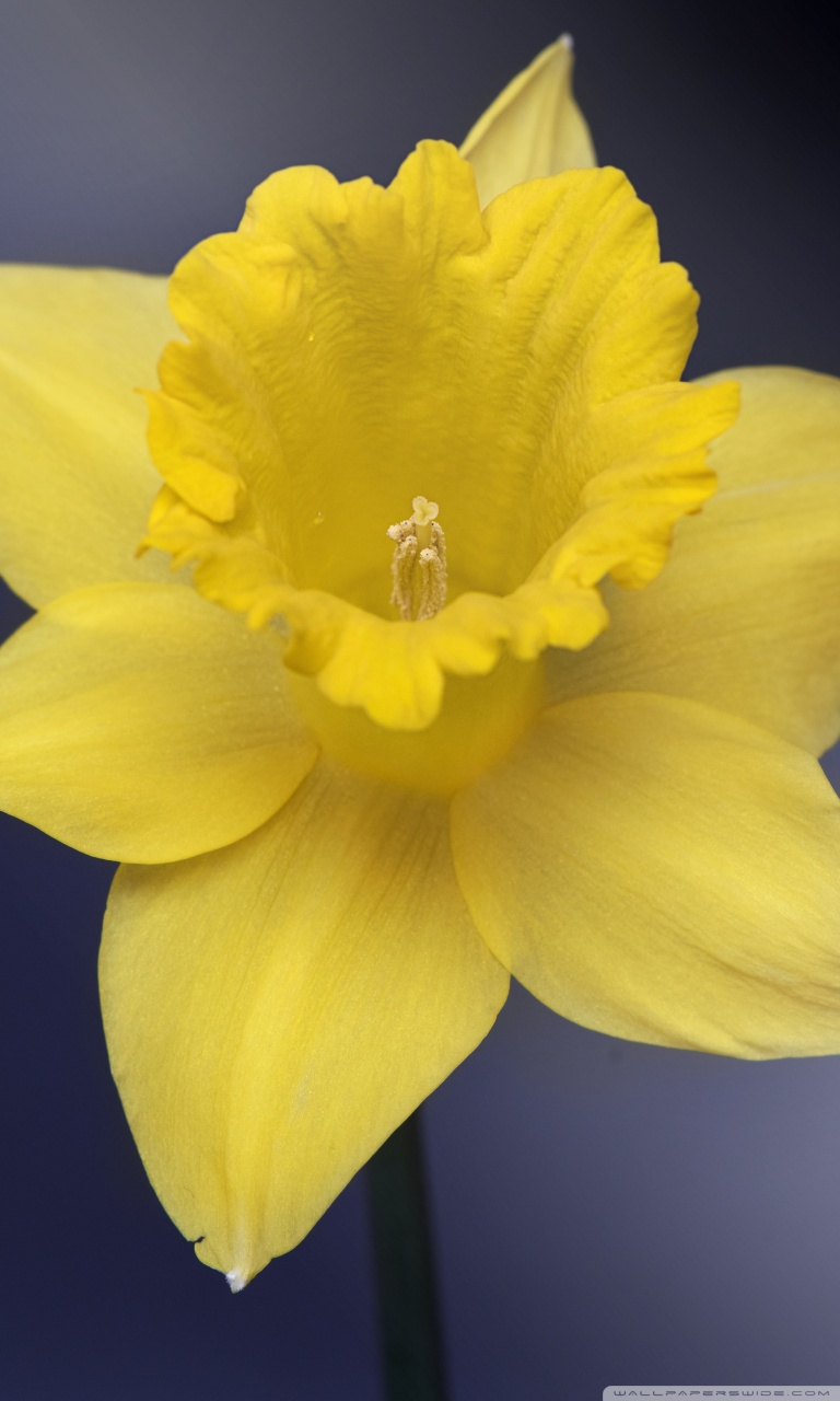 Daffodil Flower Macro UHD Desktop Wallpaper for 4K Ultra HD TV
