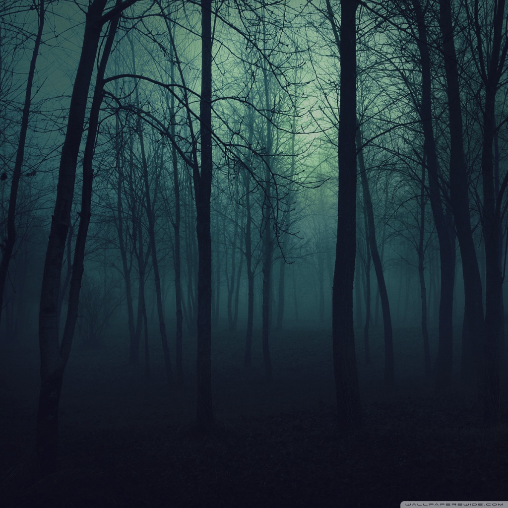 Dark Forest Ultra HD Desktop Background