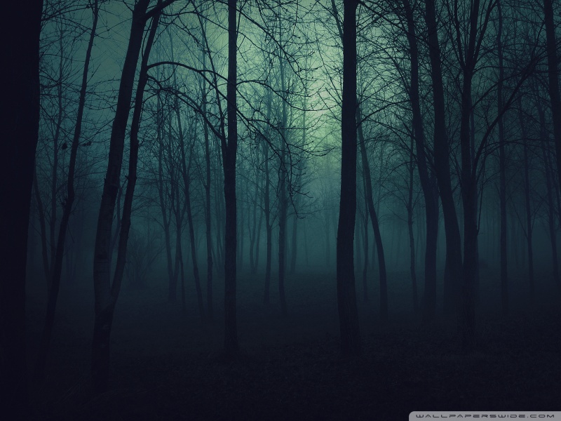 wallpaper dark forest. Dark Forest desktop wallpaper