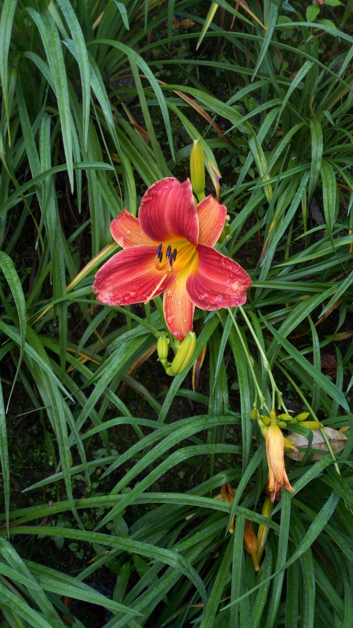 Daylily Flower Ultra HD Desktop Background Wallpaper for