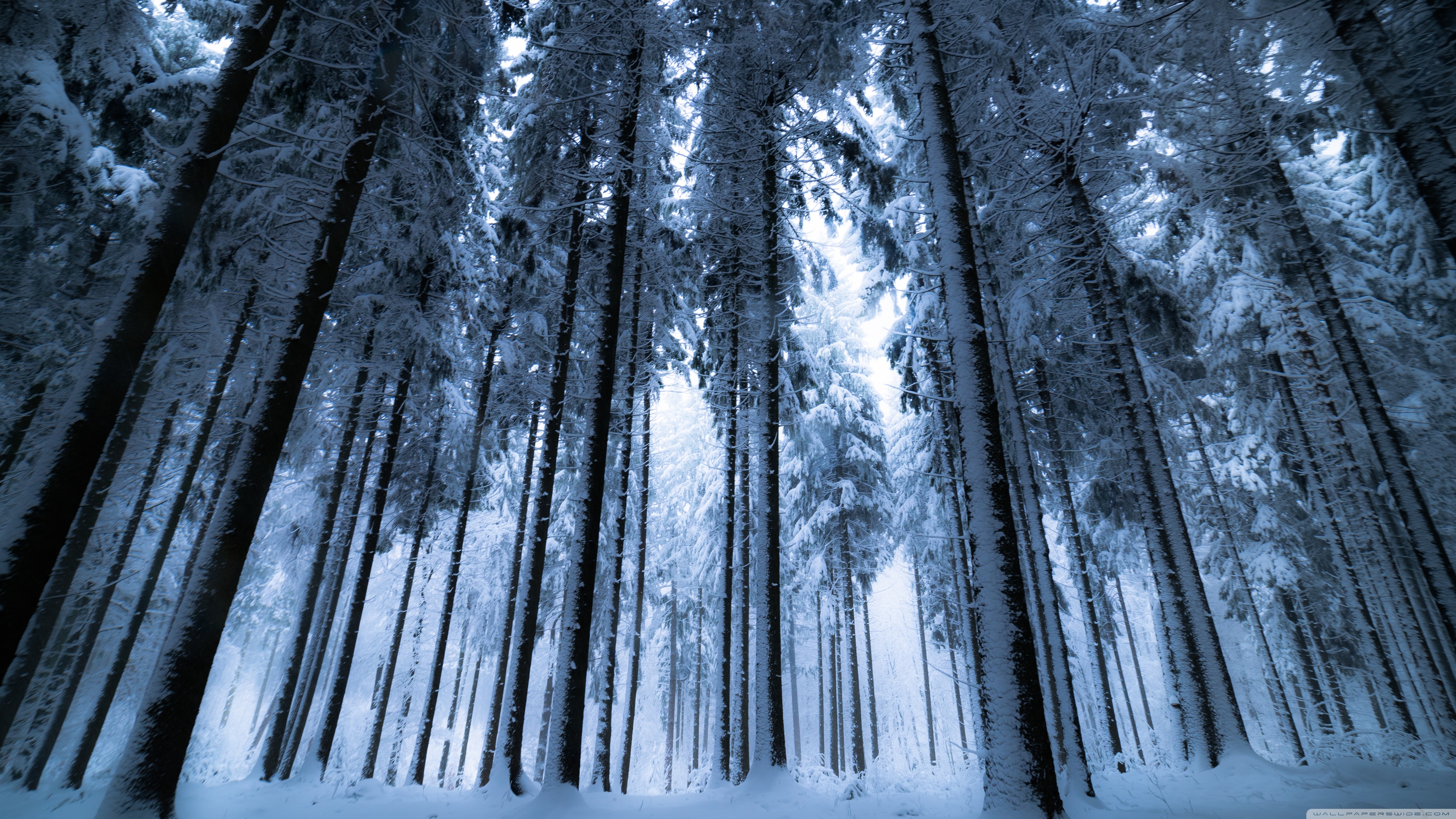 wallpaper winter forest