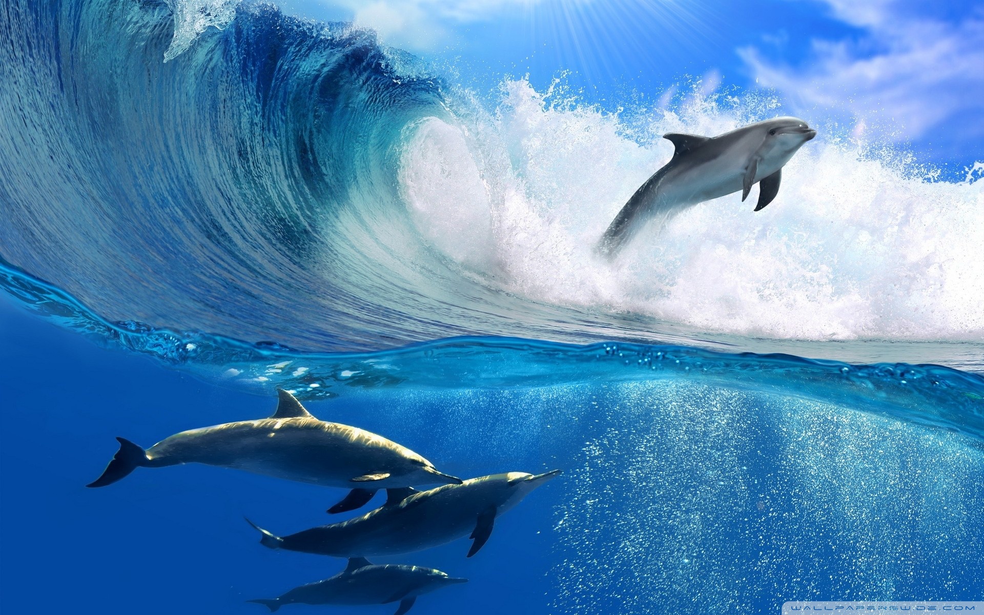 Delfin ocean Nature Ultra HD Desktop Background Wallpaper for : Widescreen  & UltraWide Desktop & Laptop