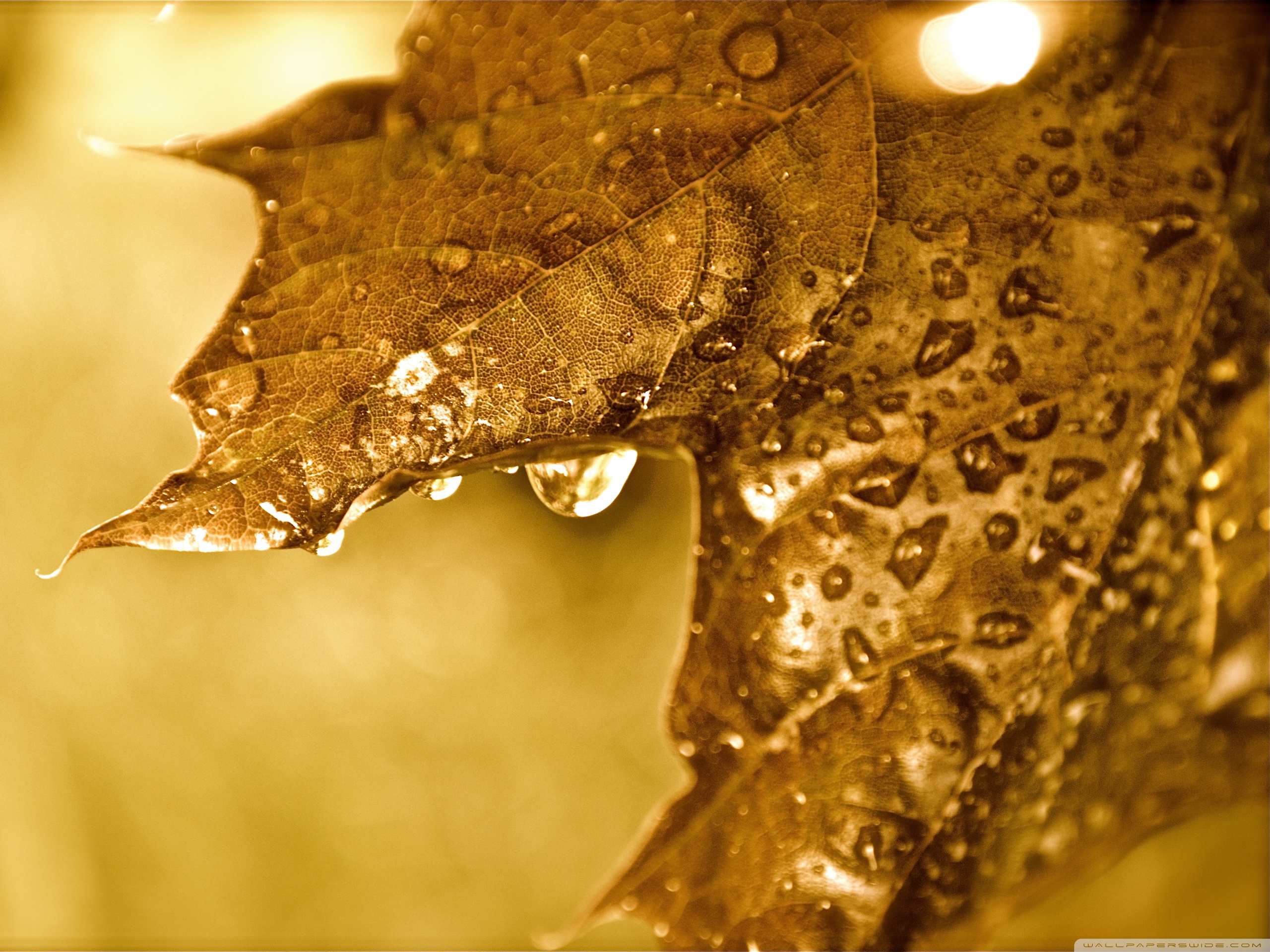 Dripping Golden Leaf Ultra HD Desktop Background Wallpaper for