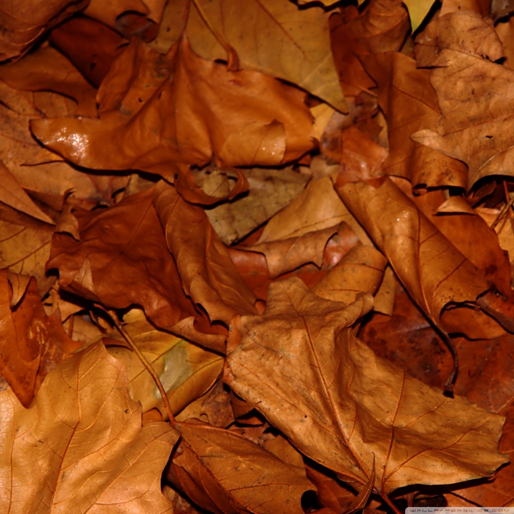 dry leaves wallpaper
