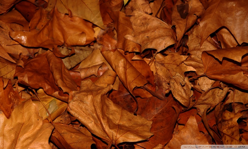 dry leaves wallpaper