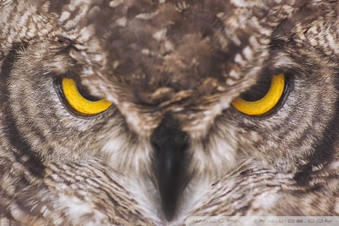 owl wallpaper. Eagle Owl desktop wallpaper