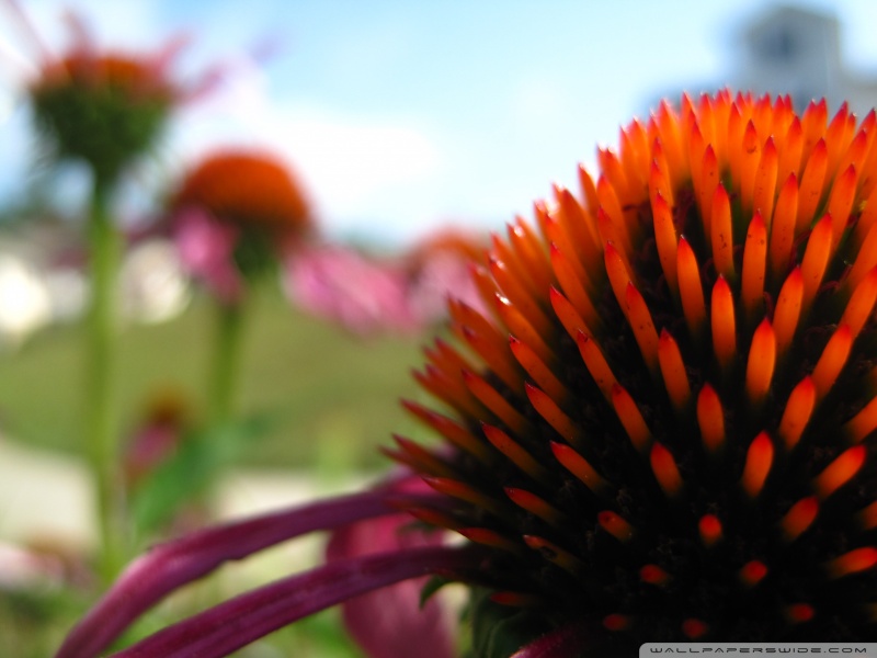 echinacea in the summer wallpaper 800x600
