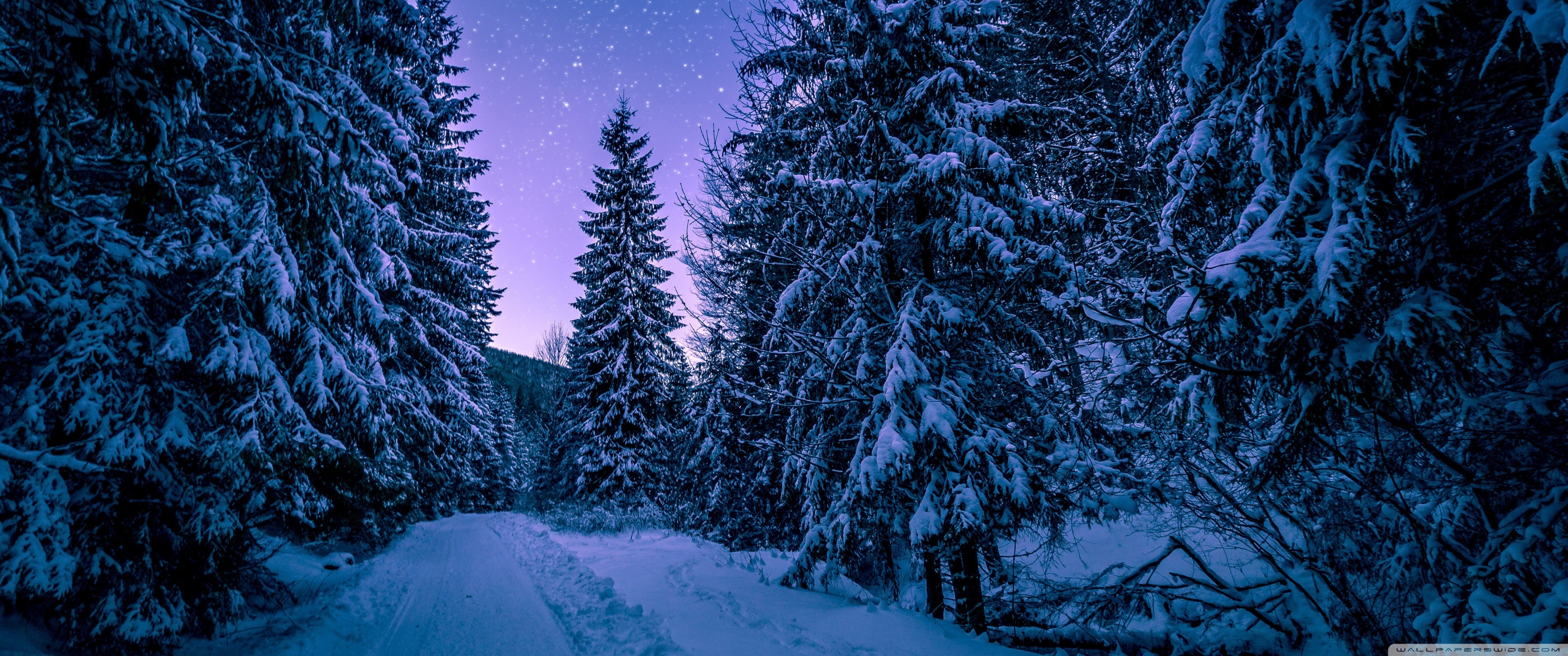 Download 21 snow-forest-night Photo-Nature-Winter-Snow-Forests-Night-Trees-Seasons-3840x2160.jpg