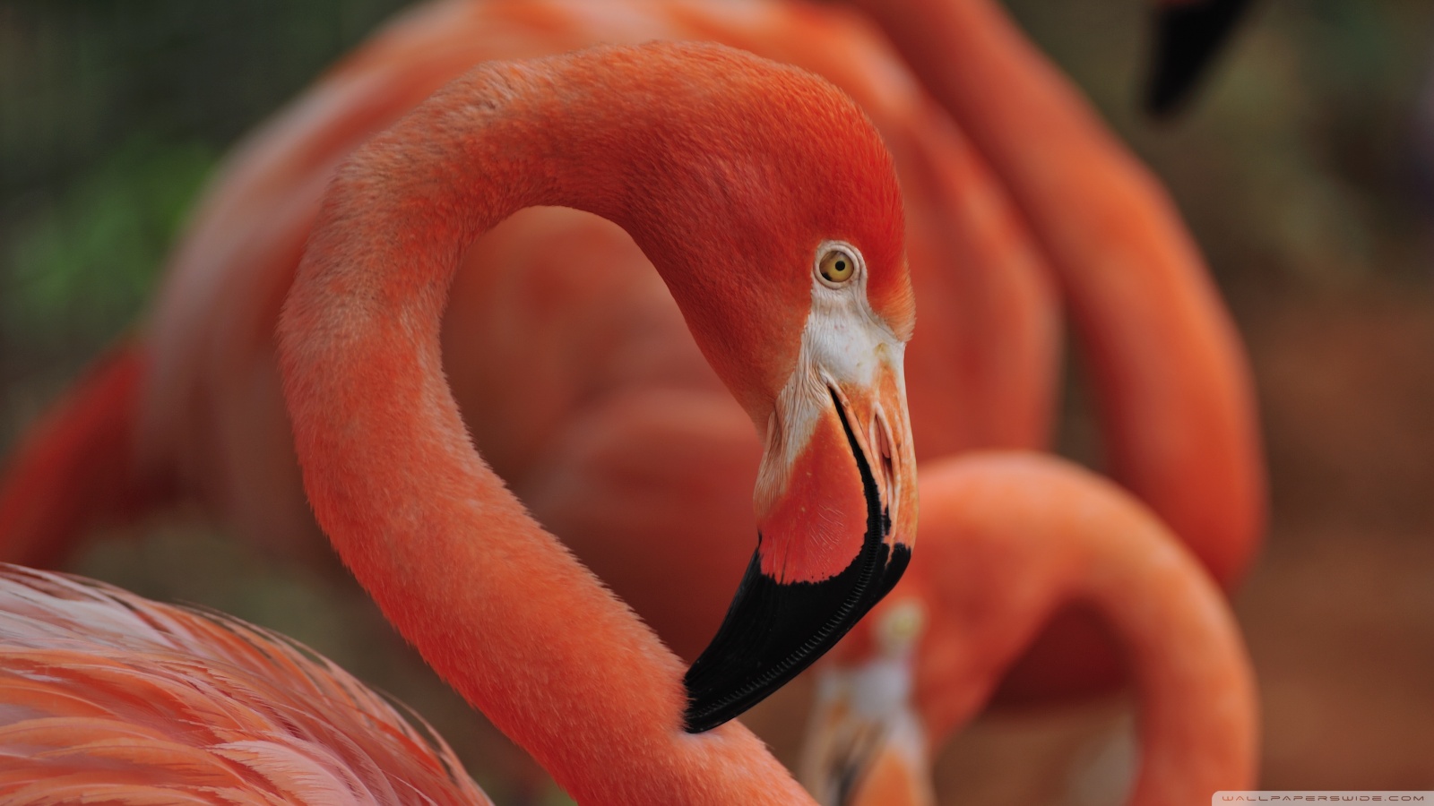 Flamingo Bird ❤ 4K HD Desktop Wallpaper for 4K Ultra HD TV • Wide