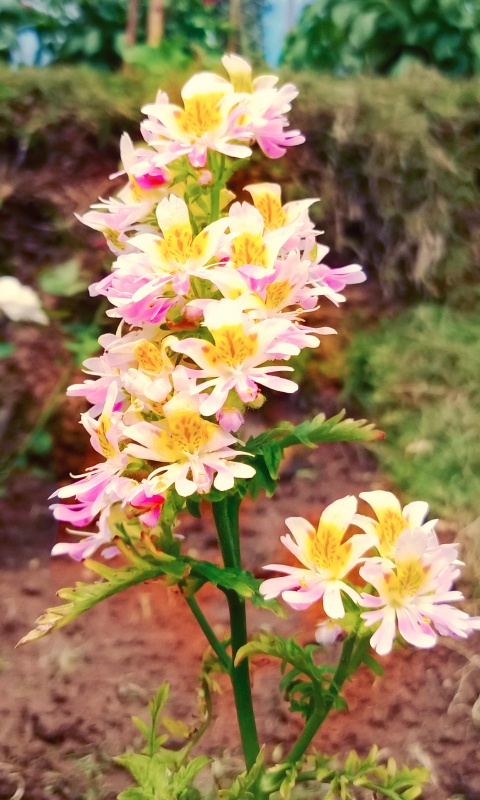 Hd Wallpapers For Mobile Kerala