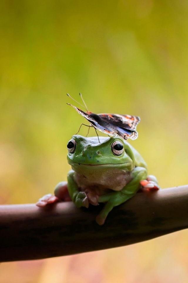Frogs and Butterfly Ultra HD Desktop Background Wallpaper for 4K UHD TV