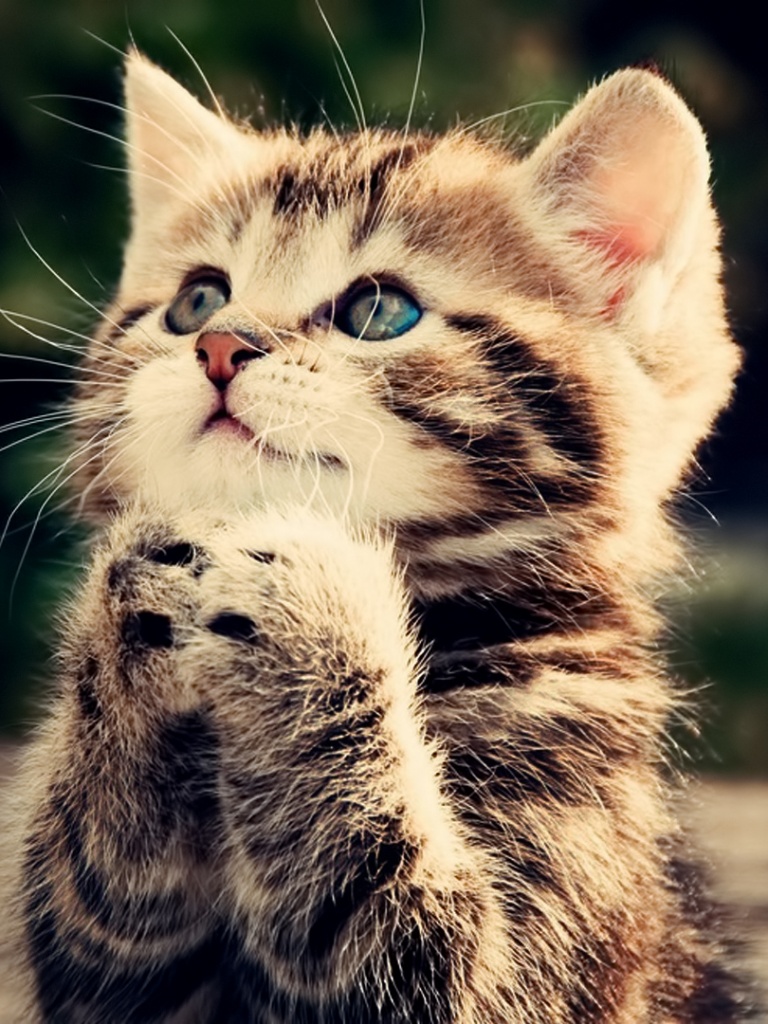 Wallpaper For Mobile Cute Cat