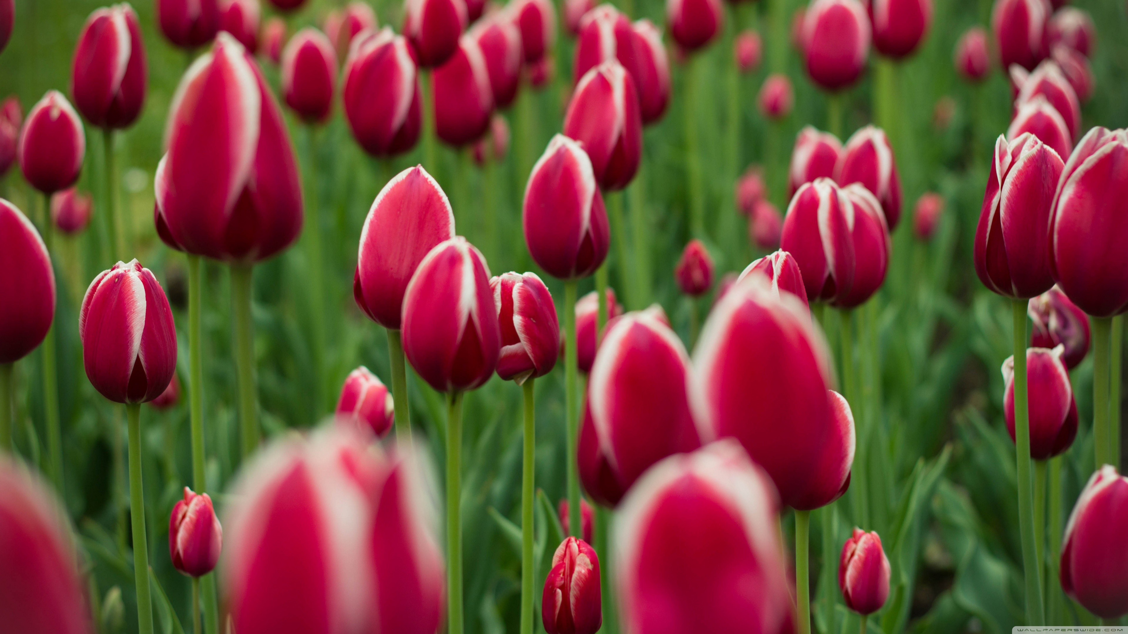 Featured image of post Ultra Hd Tulip Wallpaper Hd / We hope you enjoy our growing collection of hd images to use as a.
