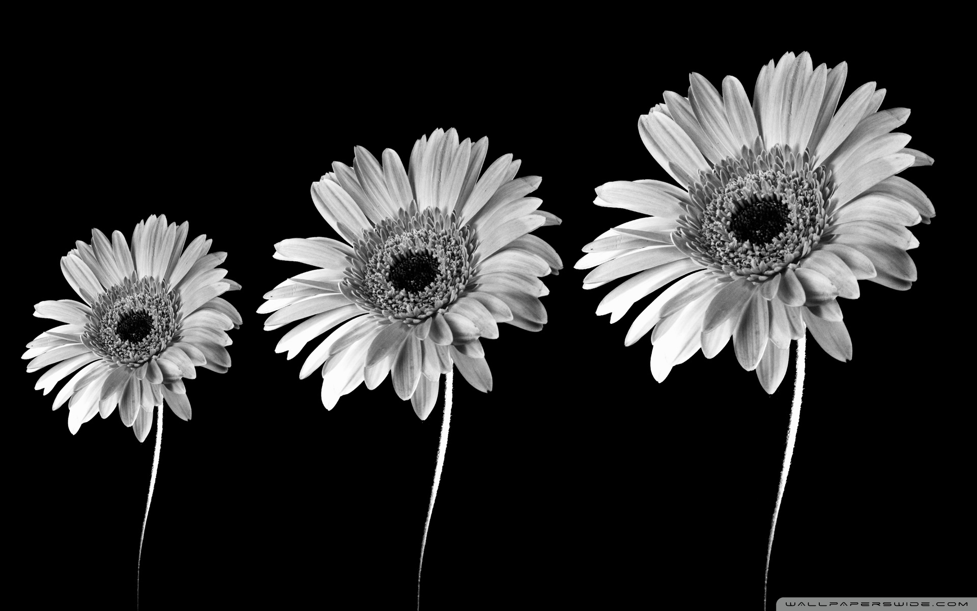 Gerbera Daisies Black And White Ultra Hd Desktop Background Wallpaper For 4k Uhd Tv Tablet Smartphone,Best Canned Cat Food For Constipation